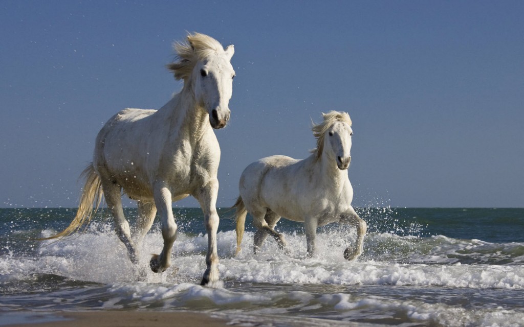 The fabled white horses of Camargue